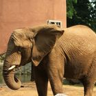 Elefant im Duisburger Zoo