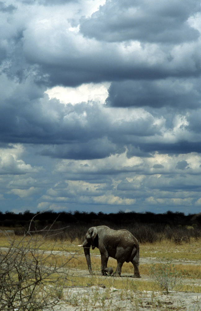 Elefant im Ethosha National Park