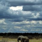 Elefant im Ethosha National Park