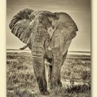 Elefant im Etosha