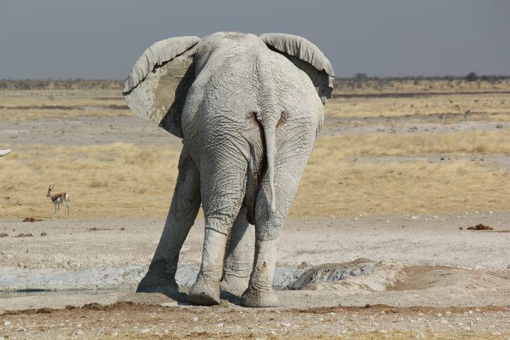 Elefant im Etosha