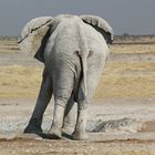 Elefant im Etosha