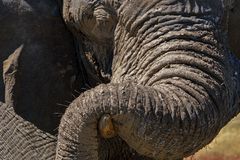 Elefant im Etosha