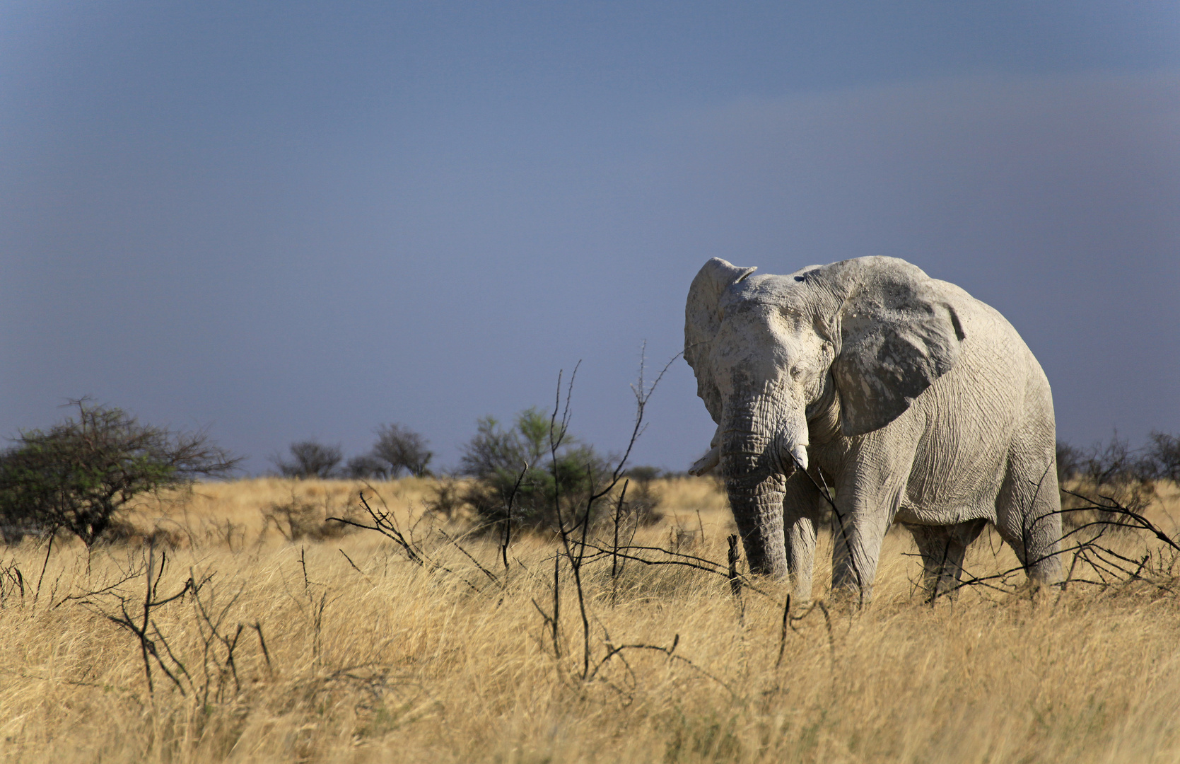 Elefant im Etosha