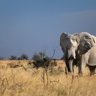 Elefant im Etosha