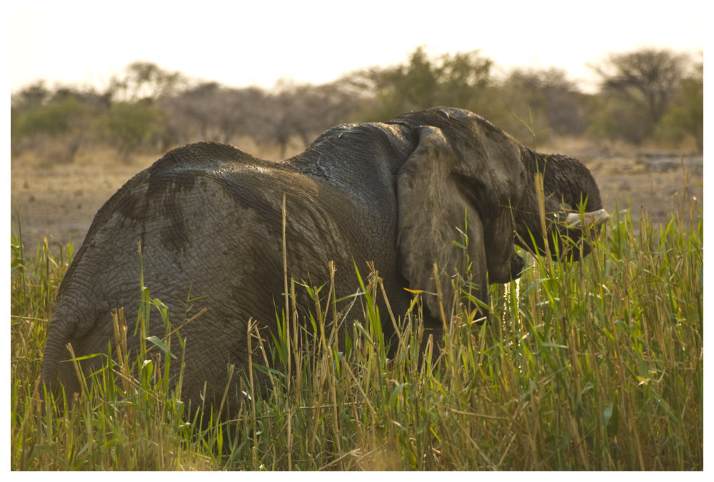 Elefant im Etosha-National Park