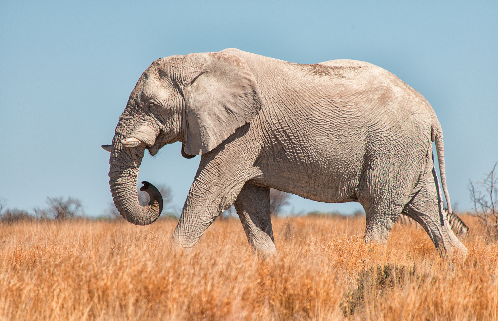 Elefant im Etosha National Park 2013