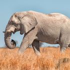 Elefant im Etosha National Park 2013