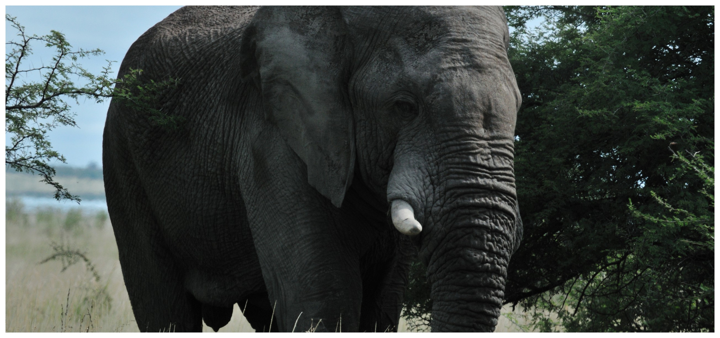 Elefant im Etosha National Park