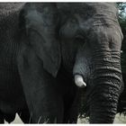 Elefant im Etosha National Park