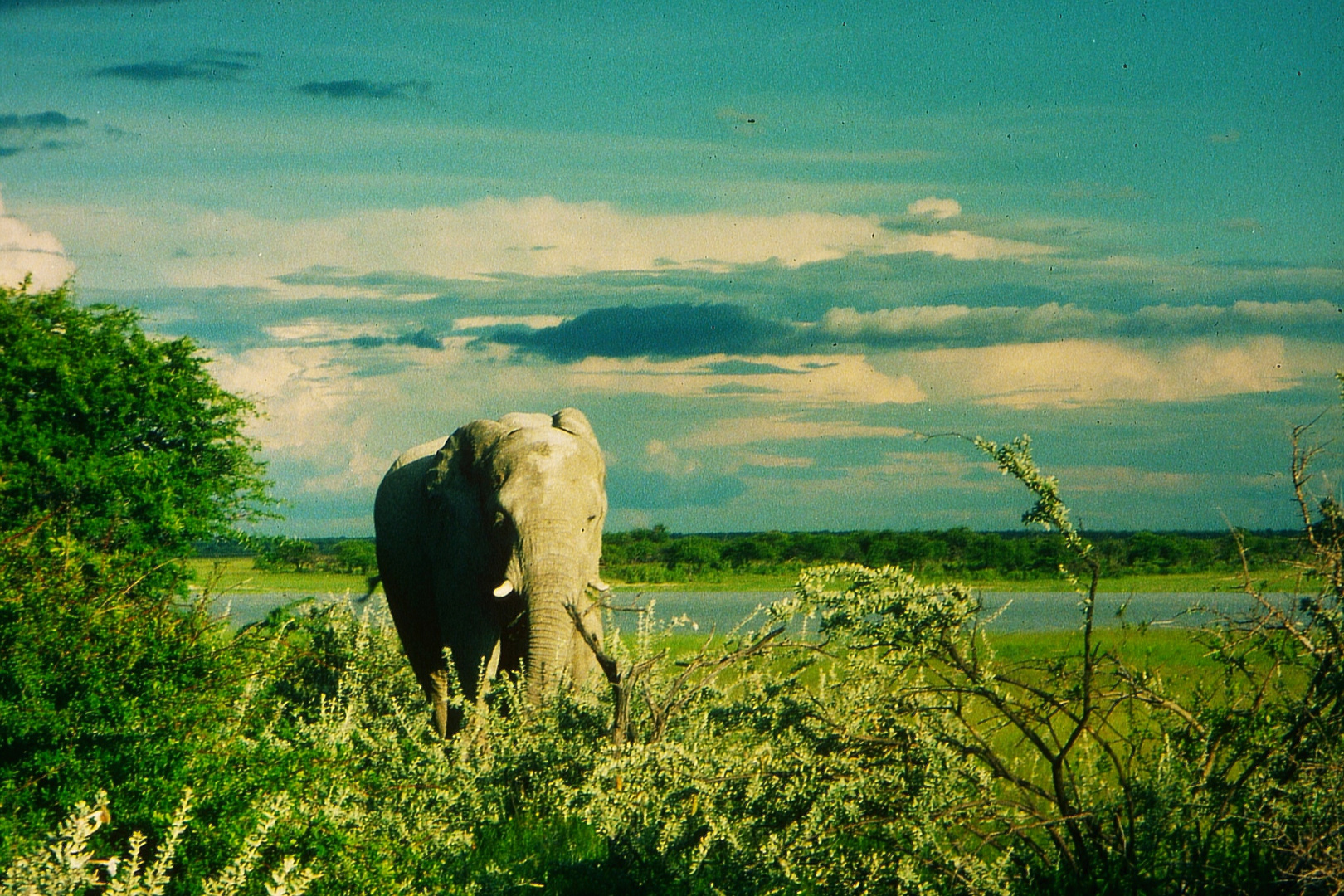 Elefant im Etosha-Nationalpark