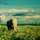 Elefant im Etosha-Nationalpark