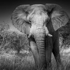 Elefant im Etosha Nationalpark