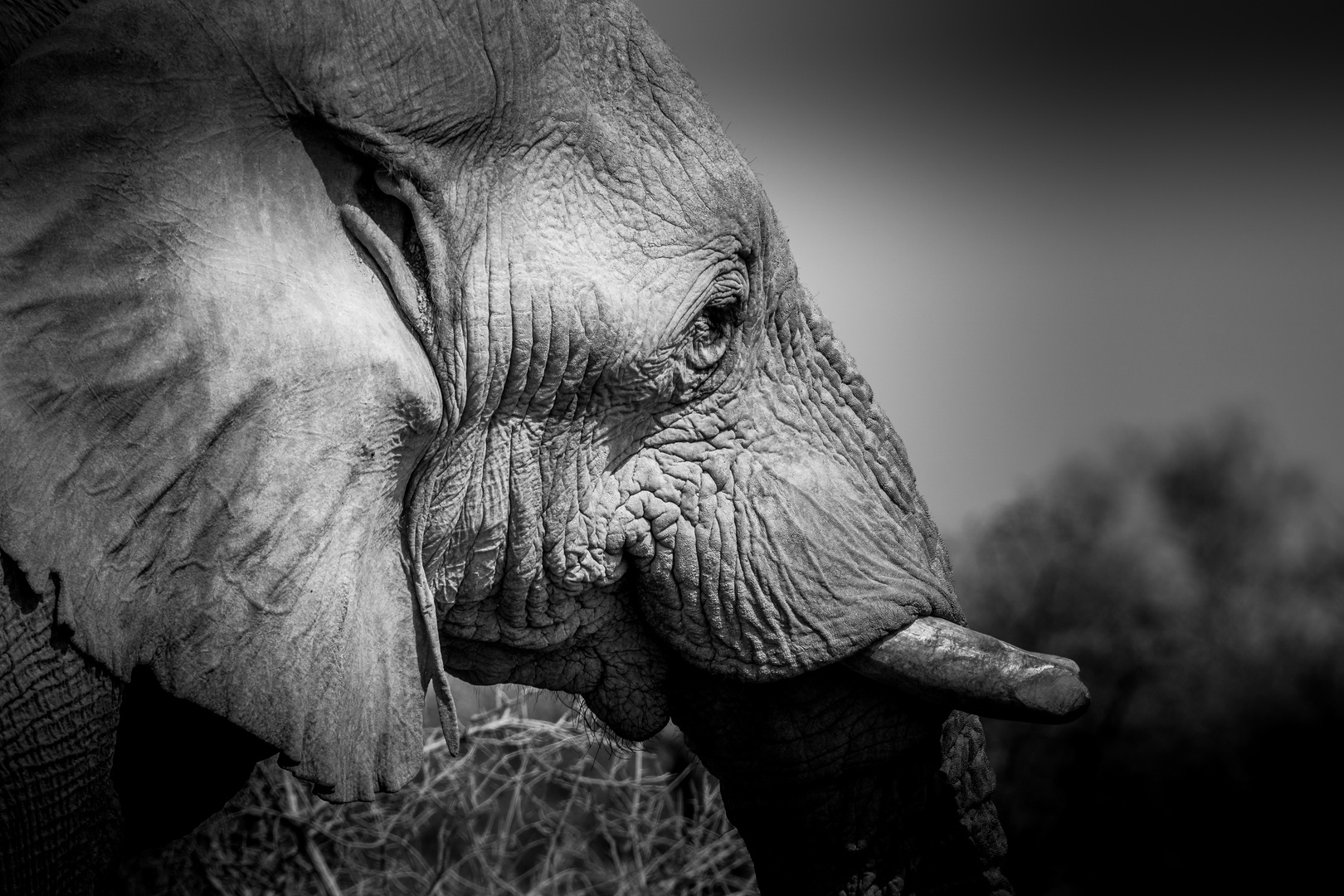 Elefant im Etosha Nationalpark