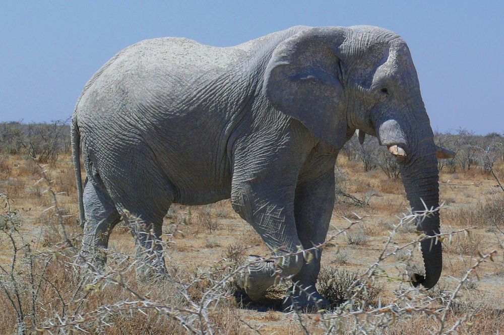 Elefant im Etosha Nationalpark / Namibia (2) von Reinhold Müller 