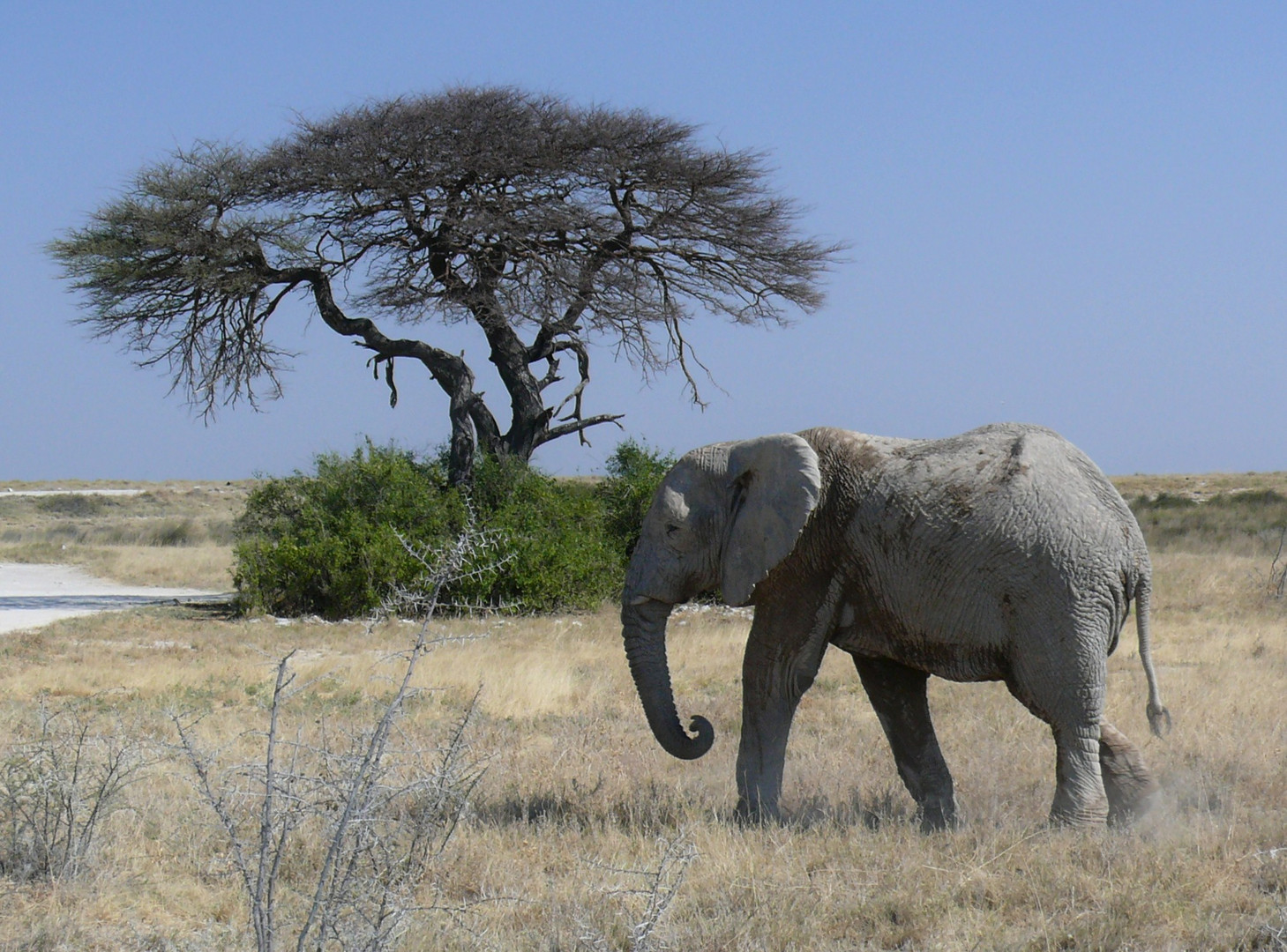Elefant im Etosha Nationalpark / Namibia