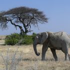 Elefant im Etosha Nationalpark / Namibia