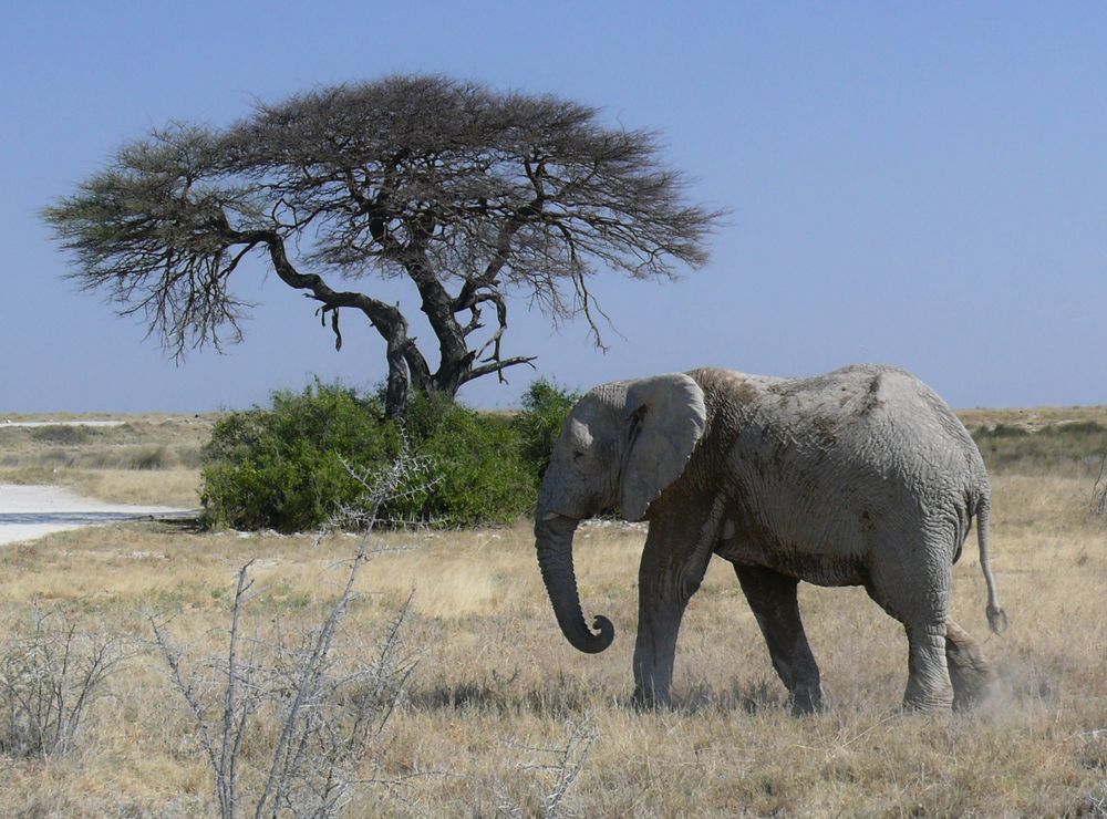 Elefant im Etosha Nationalpark / Namibia von Reinhold Müller 