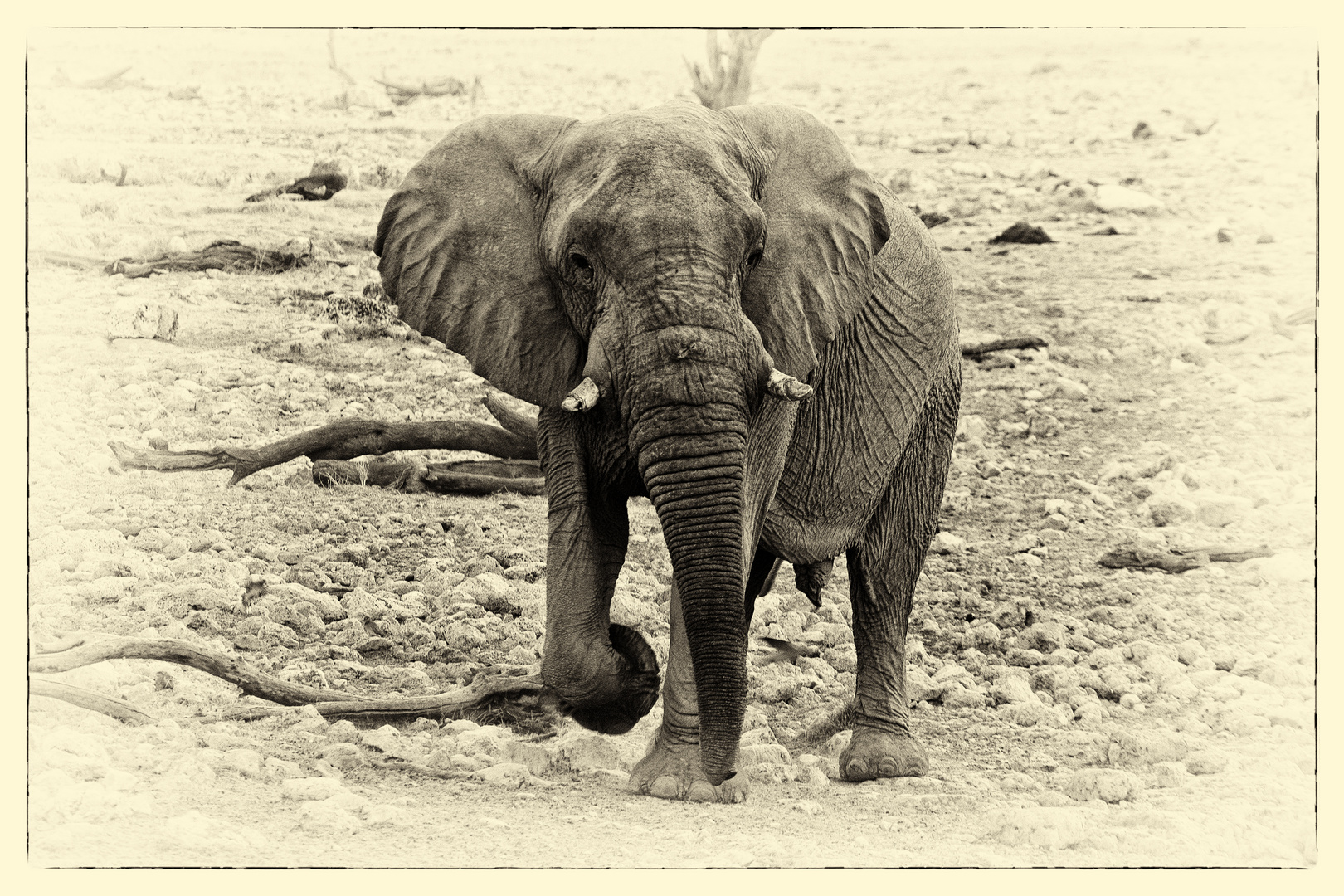 Elefant im Etosha NP