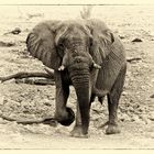 Elefant im Etosha NP