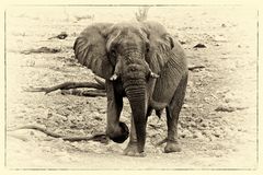 Elefant im Etosha NP