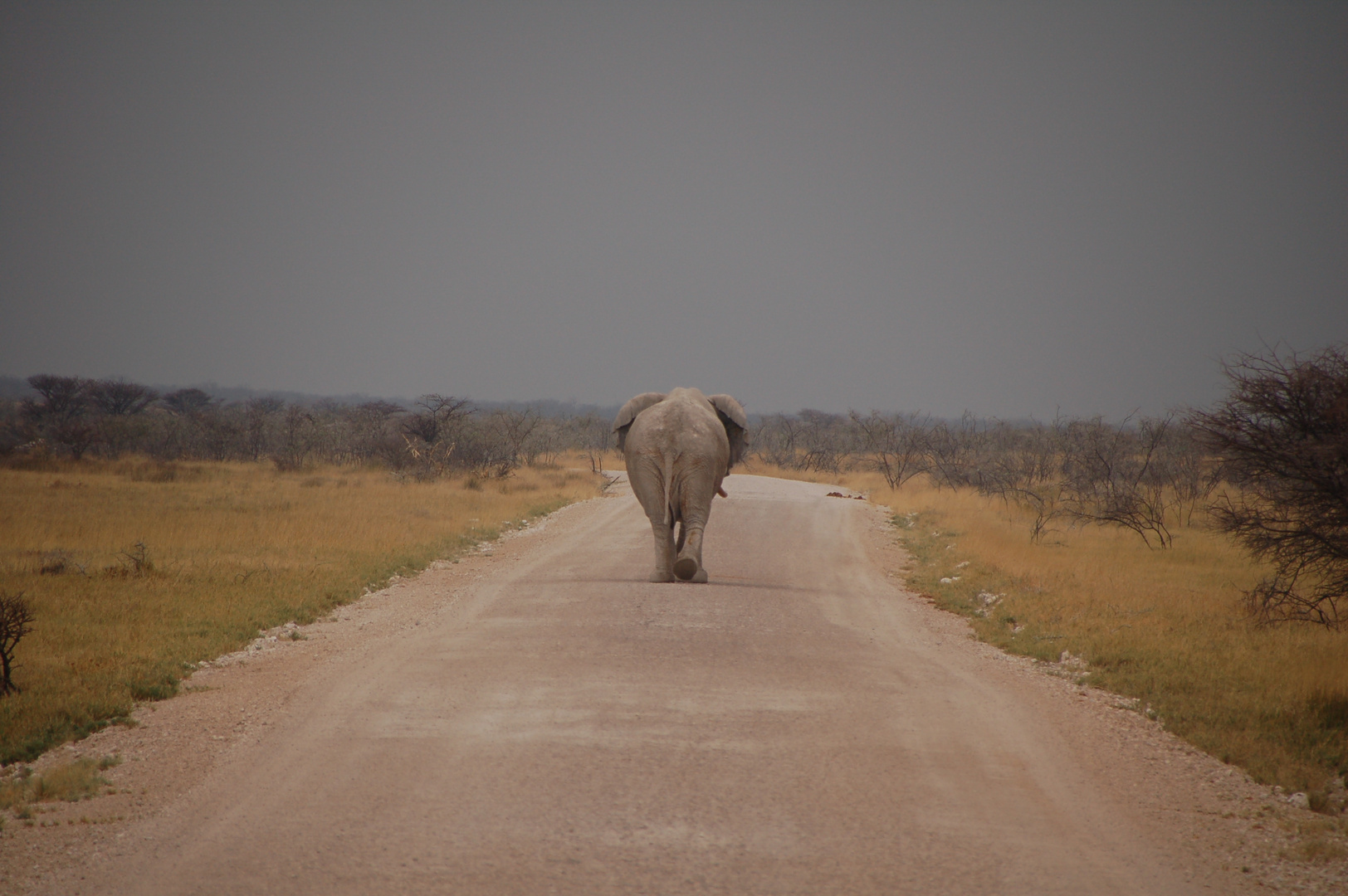 Elefant im Etosha-NP, Namibia - soweit die Füße tragen