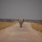 Elefant im Etosha-NP, Namibia - soweit die Füße tragen