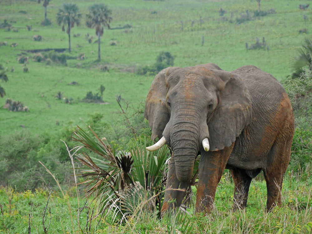 Elefant im Gruenen