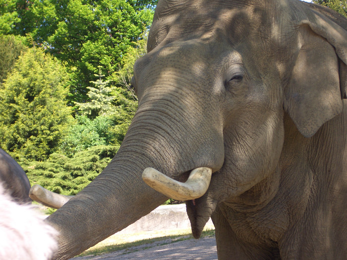 Elefant im Hagenbecker Tierpark