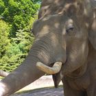 Elefant im Hagenbecker Tierpark