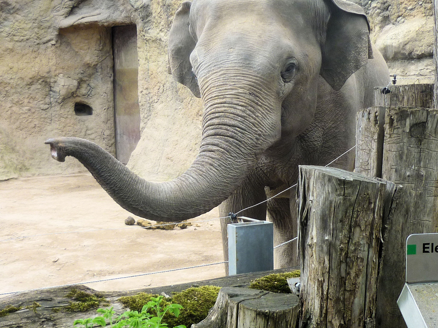 Elefant im Heidelberger Zoo