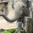 Elefant im Heidelberger Zoo