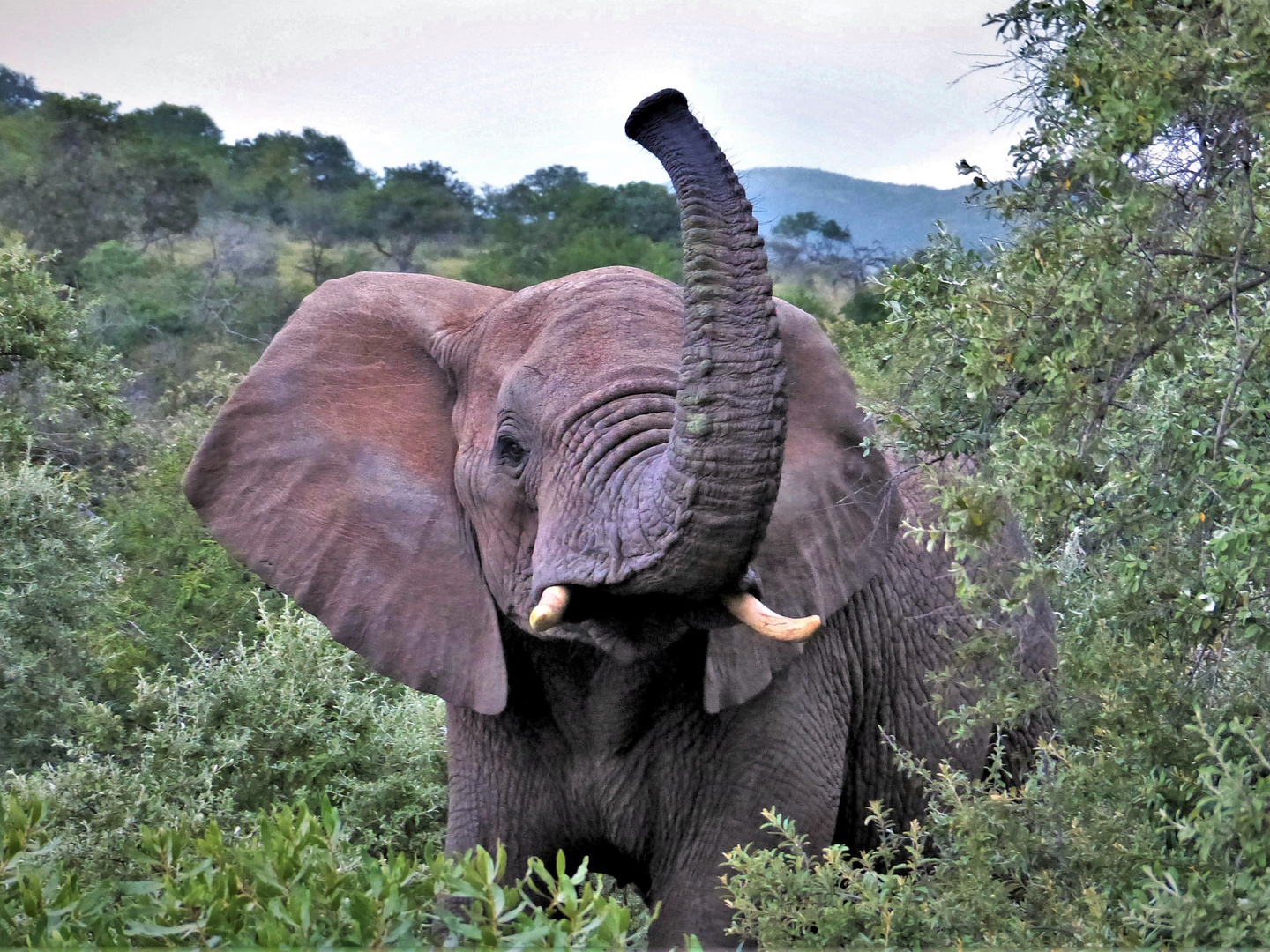 Elefant im Hluhluwe-iMfolozi-Park, Südafrika