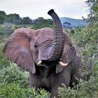 Elefant im Hluhluwe-iMfolozi-Park, Südafrika