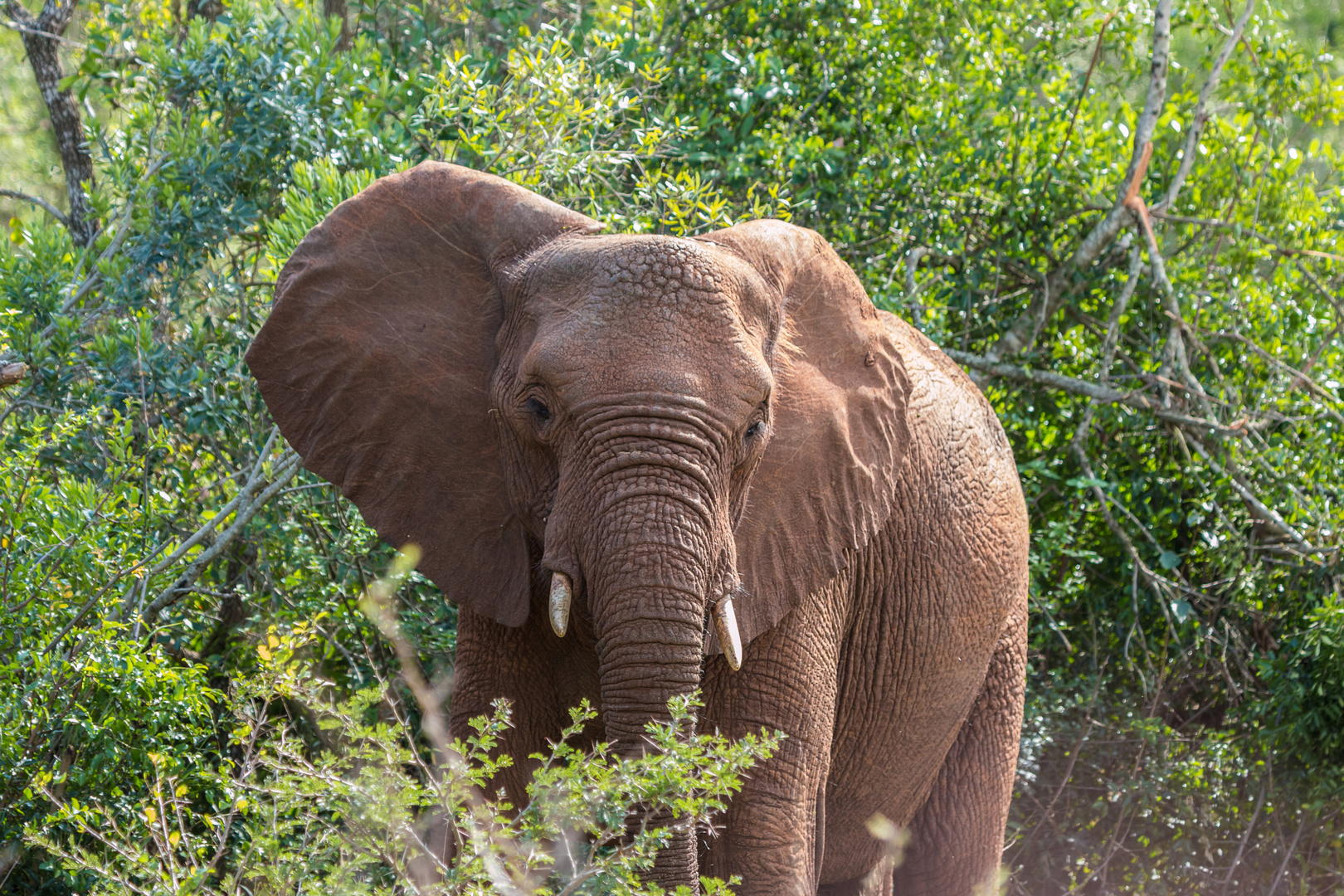 Elefant im Hluhluwe Nationalpark