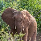 Elefant im Hluhluwe Nationalpark