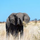 Elefant im Hwange NP - Zimbabwe