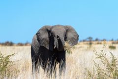 Elefant im Hwange NP - Zimbabwe