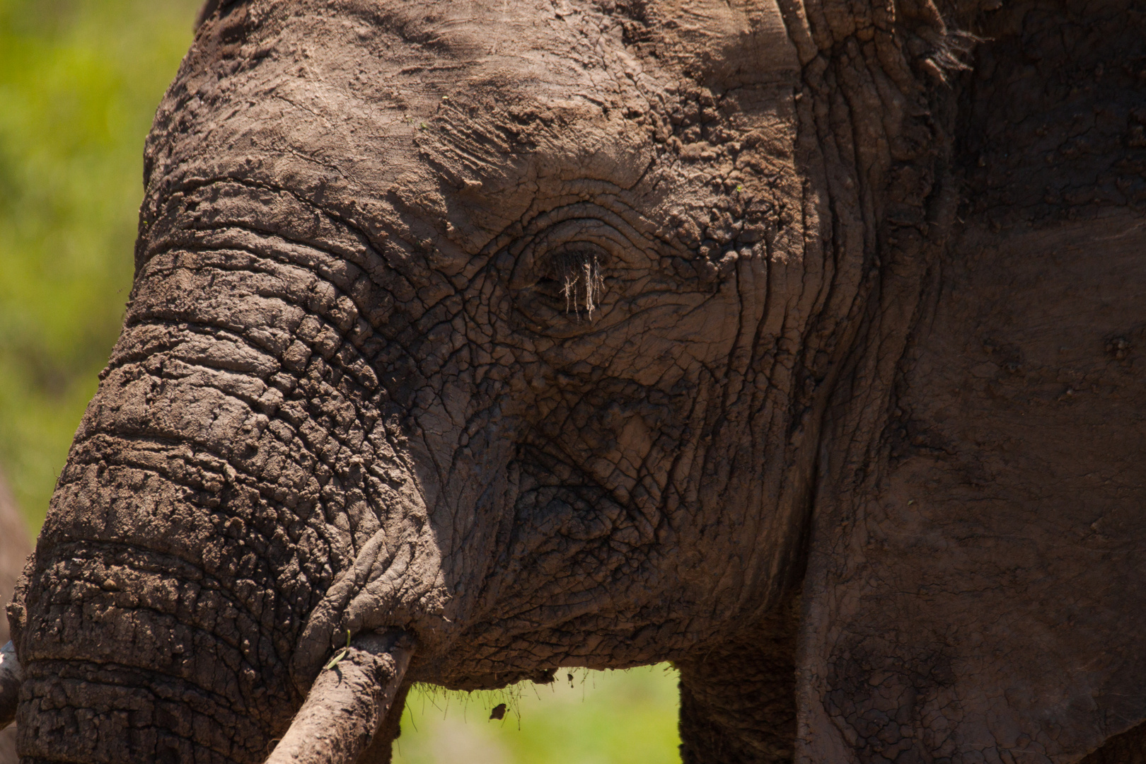 Elefant im Imfolozi Nationalpark