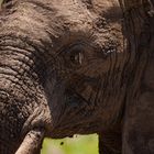 Elefant im Imfolozi Nationalpark