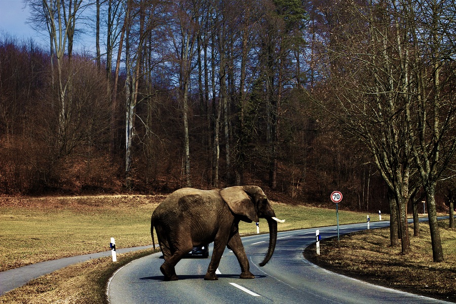 Elefant im kalten Süddeutschland