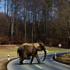 Elefant im kalten Süddeutschland