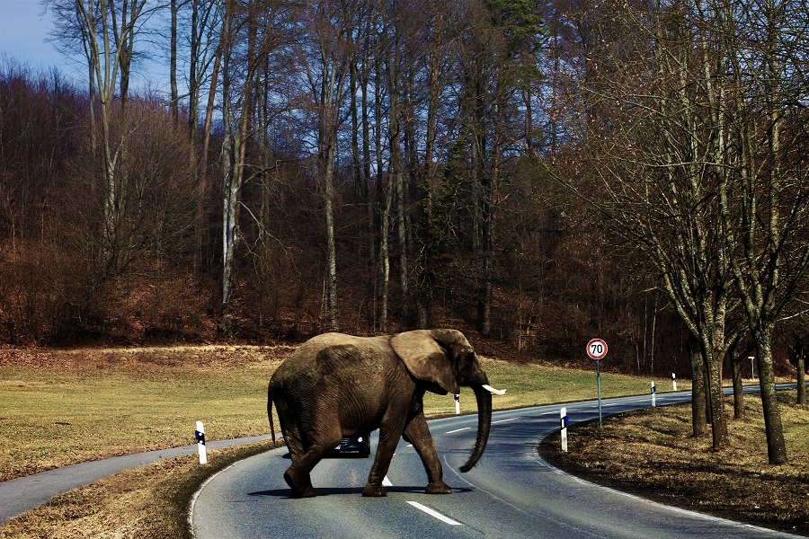 Elefant im kalten Süddeutschland von Moritz Reiser 