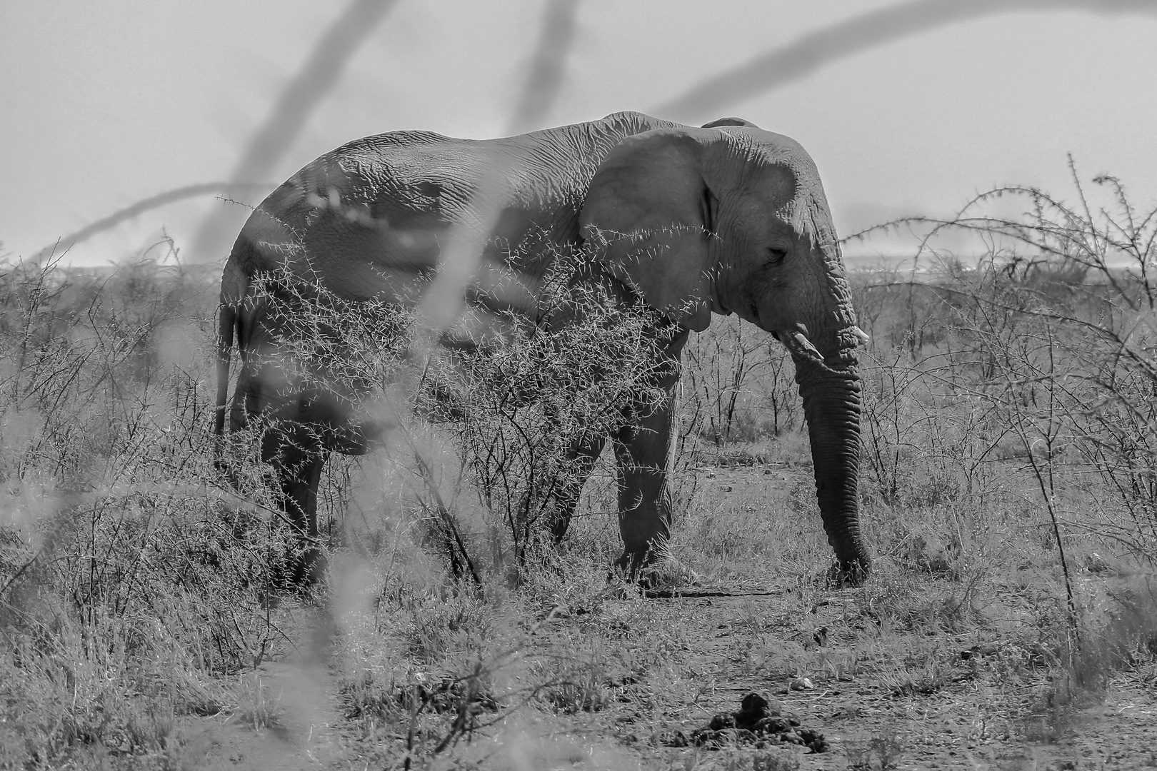 Elefant im Kameldornbusch 