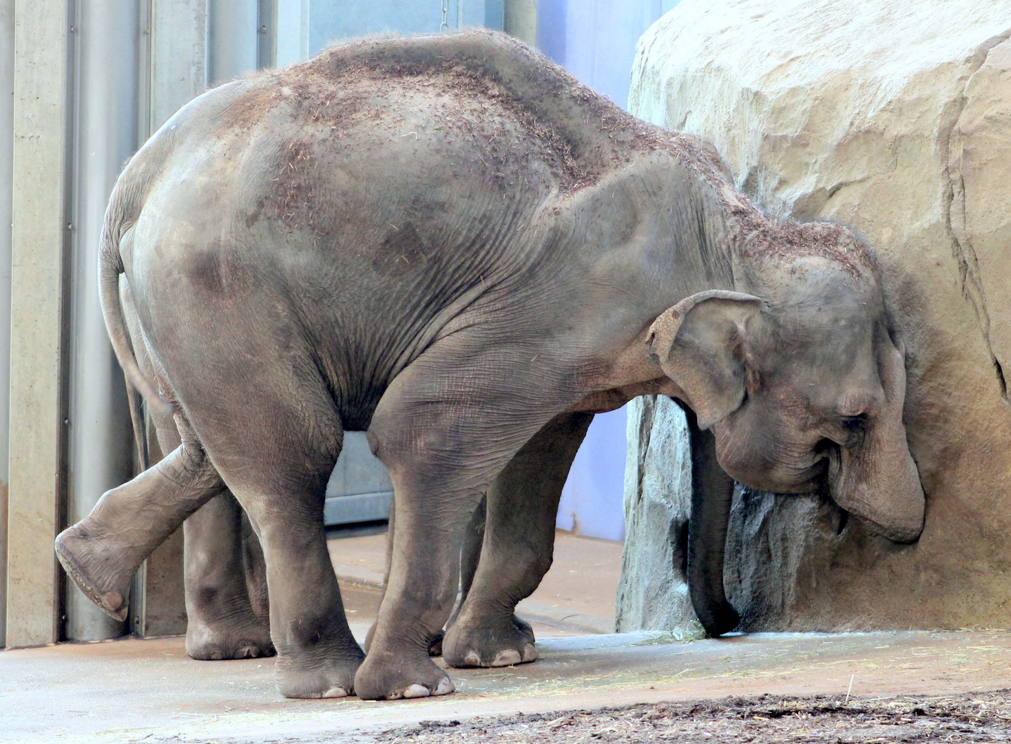 Elefant im Kölner Zoo bei der Futtersuche