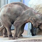 Elefant im Kölner Zoo bei der Futtersuche