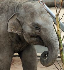 Elefant im Kölner Zoo