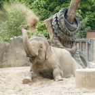 Elefant im Krefelder Zoo