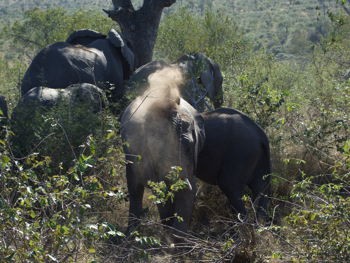 elefant im krueger national park