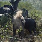 elefant im krueger national park